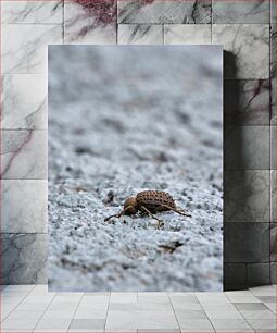 Πίνακας, Beetle on Rocky Surface Beetle on Rocky Surface