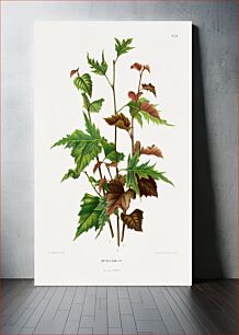 Πίνακας, Betula Alba Var. chromolithograph plates by Abraham Jacobus Wendel