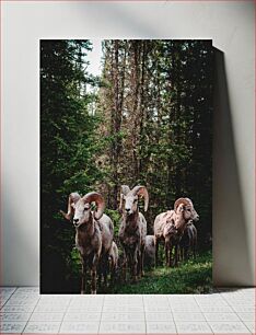 Πίνακας, Bighorn Sheep in Forest Πρόβατα Bighorn στο δάσος