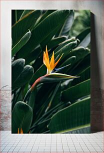 Πίνακας, Bird of Paradise Flower Close-up Κοντινό πλάνο λουλουδιών Bird of Paradise