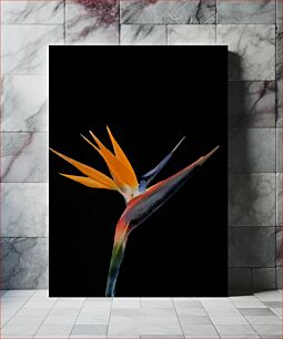 Πίνακας, Bird of Paradise Flower Λουλούδι Bird of Paradise