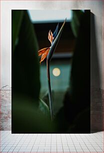 Πίνακας, Bird of Paradise Flower Λουλούδι Bird of Paradise