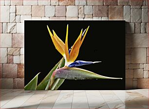 Πίνακας, Bird of Paradise Flower Λουλούδι Bird of Paradise