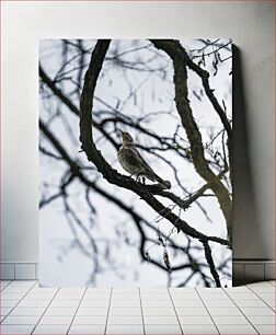 Πίνακας, Bird on a Branch Πουλί σε ένα κλαδί