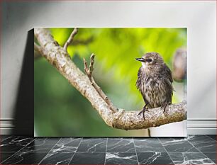 Πίνακας, Bird on Branch Bird on Branch