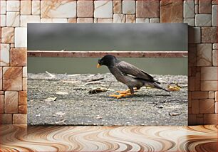 Πίνακας, Bird on Pavement Πουλί στο πεζοδρόμιο