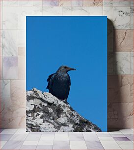 Πίνακας, Bird on Rock Against Blue Sky Bird on Rock Against Blue Sky