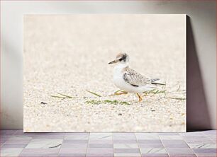 Πίνακας, Bird on Sandy Beach Πουλί στην αμμώδη παραλία