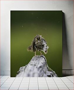 Πίνακας, Bird Shaking Off Rain Πουλί που τινάζεται από τη βροχή