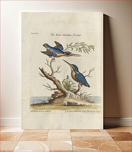 Πίνακας, Birds illustration (1749-1766) by Mark Catesby