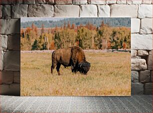 Πίνακας, Bison Grazing in a Field Βίσωνας που βόσκουν σε ένα χωράφι