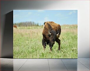 Πίνακας, Bison Grazing in a Field Βίσωνας που βόσκουν σε ένα χωράφι