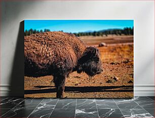 Πίνακας, Bison in Natural Habitat Βίσωνας σε φυσικό βιότοπο