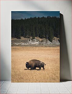 Πίνακας, Bison in the Wild Bison in the Wild