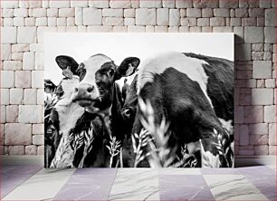 Πίνακας, Black and White Cows Ασπρόμαυρες αγελάδες