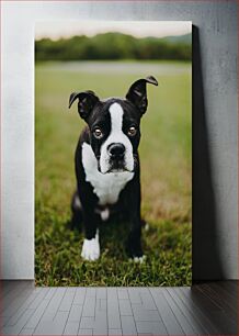 Πίνακας, Black and White Dog on Grass Μαύρο και άσπρο σκυλί στο γρασίδι