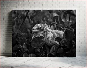 Πίνακας, Black and White Iguana in Nature Μαύρο και άσπρο ιγκουάνα στη φύση