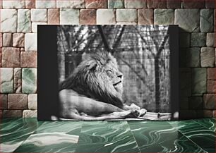 Πίνακας, Black and White Lion in Captivity Ασπρόμαυρο λιοντάρι σε αιχμαλωσία