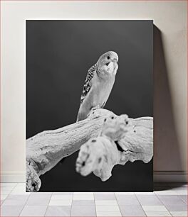 Πίνακας, Black and White Parakeet on Wood Ασπρόμαυρος παπαγάλος στο ξύλο