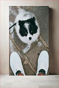 Πίνακας, Black and White Pomeranian on Leash Μαύρο και άσπρο Pomeranian με λουρί