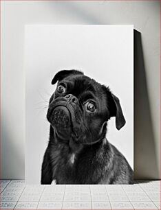 Πίνακας, Black and White Pug Portrait Μαύρο και άσπρο πορτρέτο πατημασιά