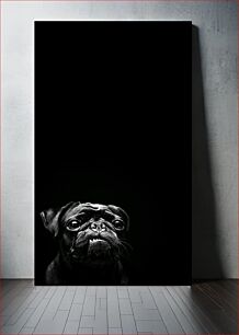 Πίνακας, Black and White Pug Portrait Ασπρόμαυρο Πορτρέτο Pug