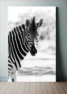 Πίνακας, Black and White Zebra Ασπρόμαυρη Ζέβρα