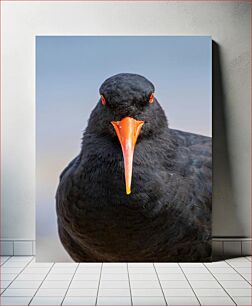 Πίνακας, Black Bird Close-Up Κοντινό πλάνο Black Bird