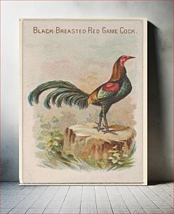 Πίνακας, Black-Breasted Red Game Cock, from the Prize and Game Chickens series (N20) for Allen & Ginter Cigarettes