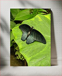 Πίνακας, Black Butterfly on Leaf Μαύρη πεταλούδα σε φύλλο