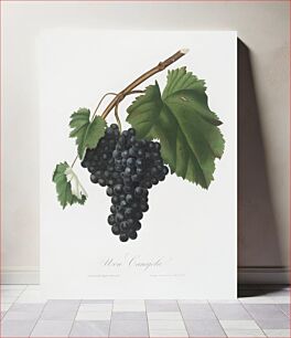 Πίνακας, Black Canaiolo (Vitis vinifera etrusca) from Pomona Italiana (1817 - 1839) by Giorgio Gallesio (1772-1839)