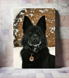 Πίνακας, Black Dog in Snow Μαύρος σκύλος στο χιόνι