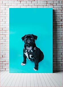 Πίνακας, Black Dog on Turquoise Background Μαύρος σκύλος σε τιρκουάζ φόντο