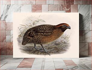 Πίνακας, Black-eared Wood Quail, Odontophorus melanotis (1842–1912) by John Gerrard Keulemans