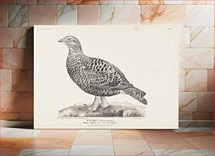 Πίνακας, Black grouse, female, from the incomplete series suomen lintuja (finnish birds), no. 2, 1827, 1827, Magnus Von Wright