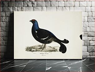 Πίνακας, Black grouse, male, 1828 - 1838, Magnus Von Wright