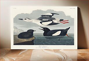 Πίνακας, Black Guillemot from Birds of America (1827) by John James Audubon, etched by William Home Lizars