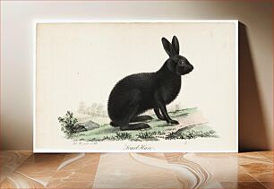 Πίνακας, Black hare, illustration for tidskrift för jägare och naturforskare (no. 5-6/1832), 1832, Wilhelm von Wright