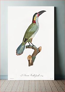 Πίνακας, Black-necked Aracari, female from Histoire Naturelle des Oiseaux de Paradis et Des Rolliers (1806) by