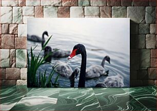 Πίνακας, Black Swan with Cygnets Μαύρος Κύκνος με Κυγνητάκια