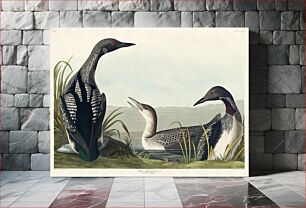 Πίνακας, Black-Throated Diver from Birds of America (1827) by John James Audubon, etched by William Home Lizars