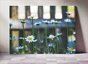 Πίνακας, Blooming Daisies Ανθισμένες Μαργαρίτες