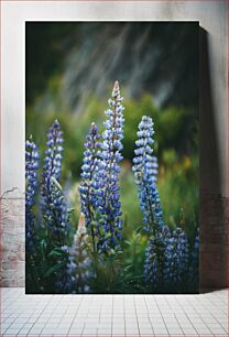 Πίνακας, Blooming Lupines Ανθισμένα λούπινα