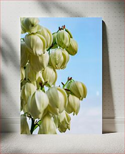 Πίνακας, Blooming Yucca Flowers Ανθισμένα λουλούδια Yucca