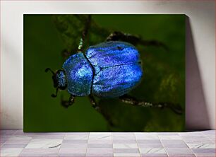 Πίνακας, Blue Beetle on Leaf Μπλε σκαθάρι σε φύλλο