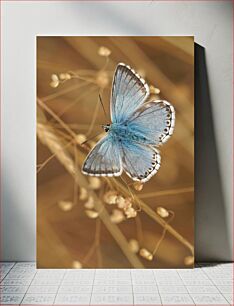 Πίνακας, Blue Butterfly on Dried Plants Μπλε πεταλούδα σε αποξηραμένα φυτά