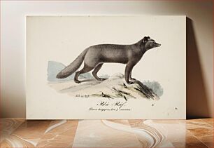 Πίνακας, Blue fox, 1829, Magnus Von Wright