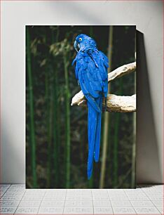 Πίνακας, Blue Macaw Parrot Μπλε παπαγάλος Macaw