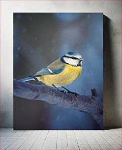 Πίνακας, Blue Tit on a Branch in Winter Μπλε γυζι σε ένα κλαδί το χειμώνα