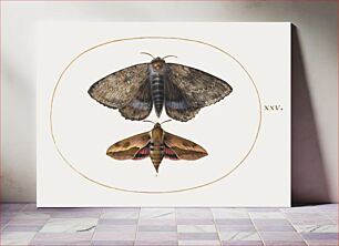 Πίνακας, Blue Underwing Moth and Spurge Hawk Moth (1575–1580) by Joris Hoefnagel